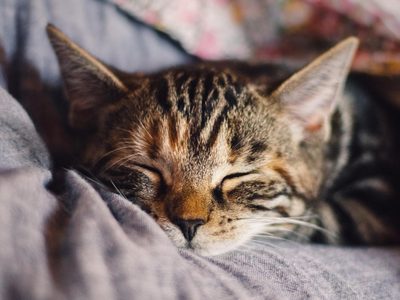 Con elementos caseros: los trucos más efectivos para que tu gato no ensucie donde no querés