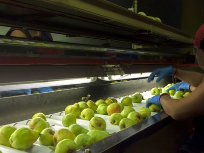 Orgullo provincial: gracias a las peras de Río Negro, el país es el segundo exportador mundial