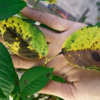 Si tus plantas tienen manchas marrones no te asustes, así las podés salvar sin usar químicos carísimos
