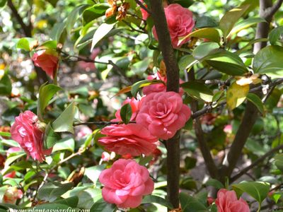 La planta que pocos quieren, pero que es realmente una "joyita" para tu jardín