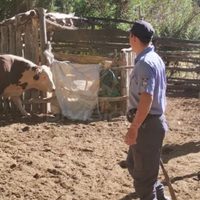 La policía recuperó un vacuno robado en Bajada del Agrio y lo devolvió a su dueño