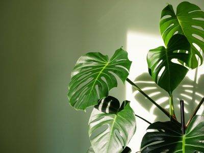 Si tu Monstera tiene las hojas amarillas, no te asustes: mirá cómo recuperarla en 3 simples pasos