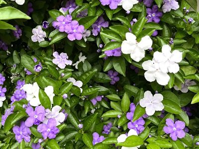 La planta con hermosas flores que tolera todo y podés tener en tierra o en maceta, pero da un fruto que es muy tóxico