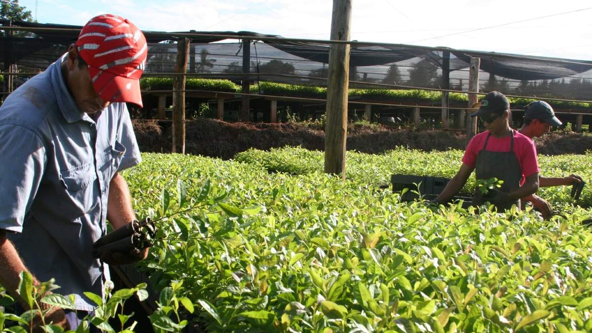Una planta de producción de yerba mate en la provincia de Misiones. Fuente: (Twitter)