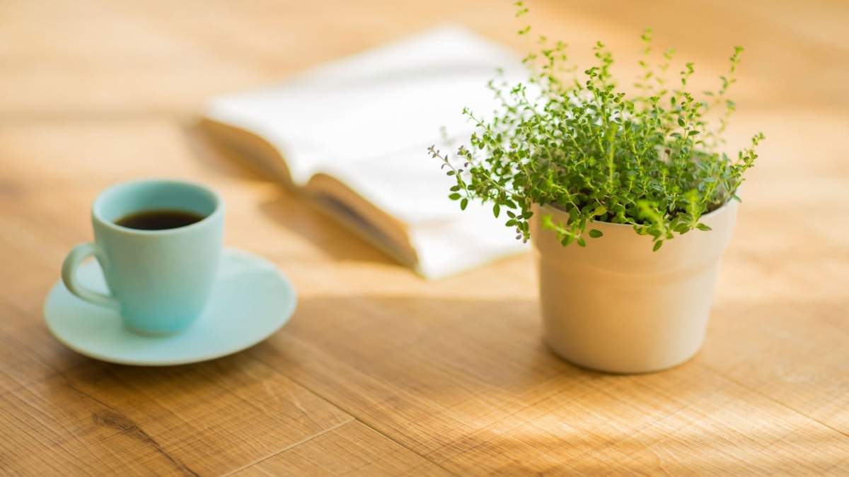 Café para las plantas. Fuente: (Instagram)