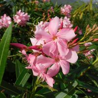 La hermosa planta para decorar los cercos de nuestro jardín, pero que esconde un peligroso secreto