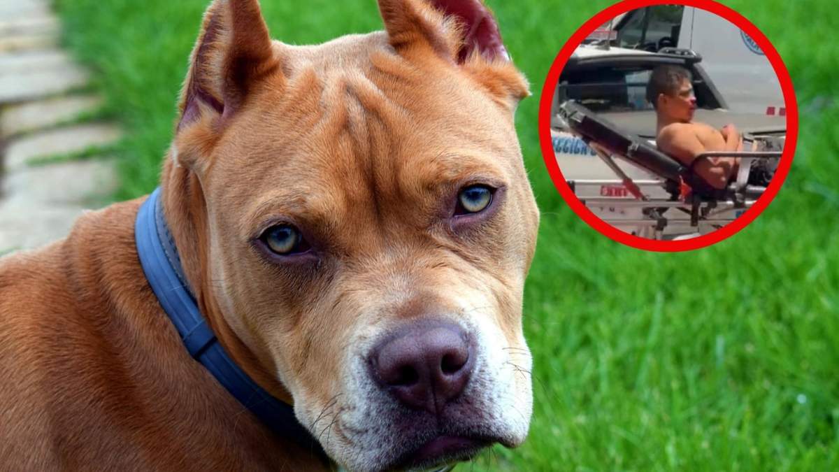 Vecinos denuncian criadero ilegal tras ataque de perros a su cuidador en la Ciudad de México.