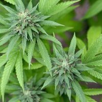 Es oficial: el gobierno buscará despenalizar la marihuana este año