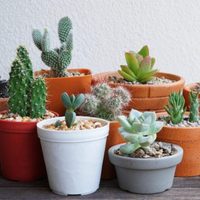 Lo dicen los especialistas: poné esta planta dentro o fuera de casa y mirá cómo mejora tu salud