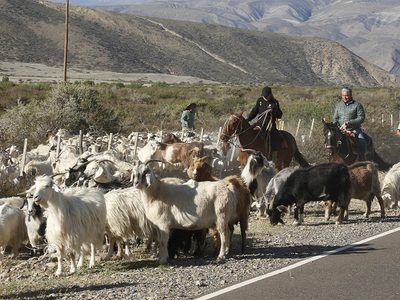 Iniciaron un operativo para proteger a los crianceros durante la veranada