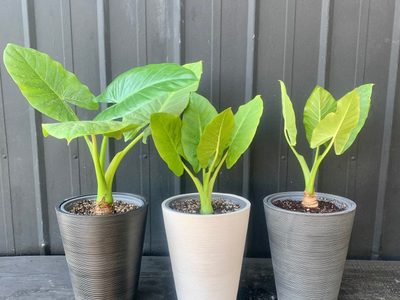 La planta de hojas enormes y rozagantes que es de muy fácil cuidado para tener en casa