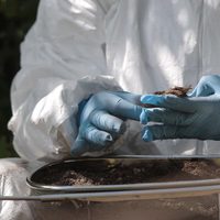 En 13 meses de la 4T, mil 124 cuerpos hallados en 873 fosas clandestinas