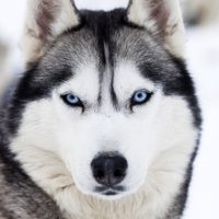 Creencia popular desbancada: la raza de los perros no determina su comportamiento
