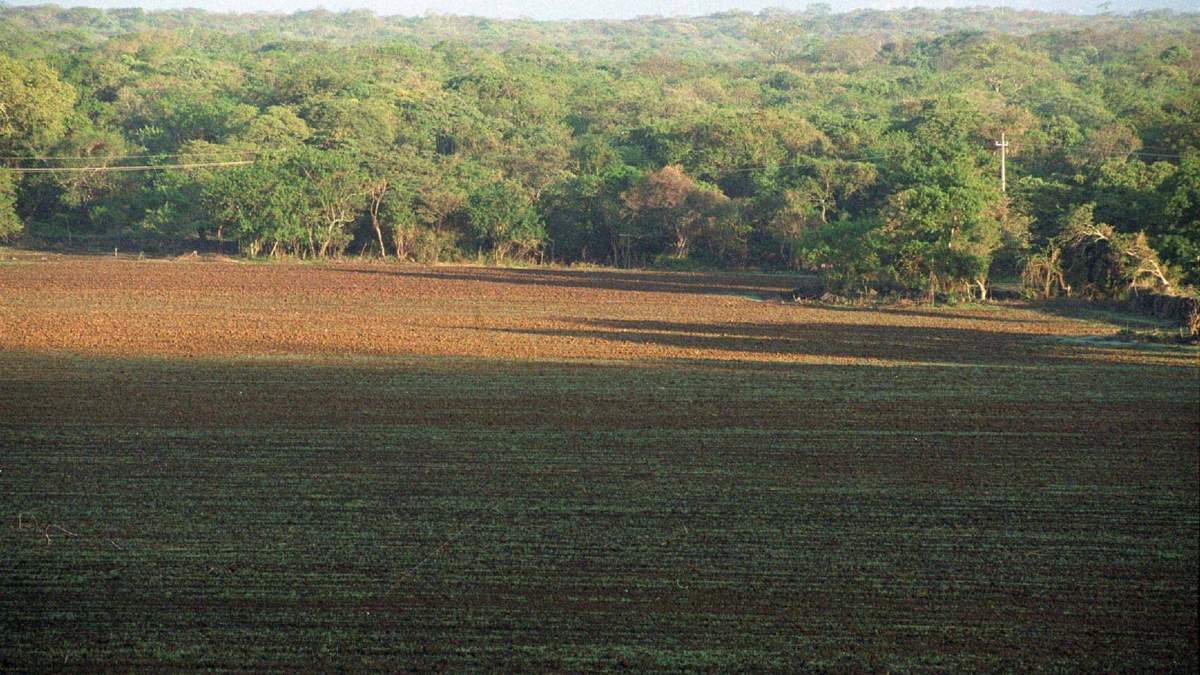 Reserva ecológica  El Texcal. Morelos