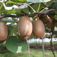 El secreto viverista para tener tu propia planta de Kiwi en casa y no gastar fortuna al comprarlo en el supermercado