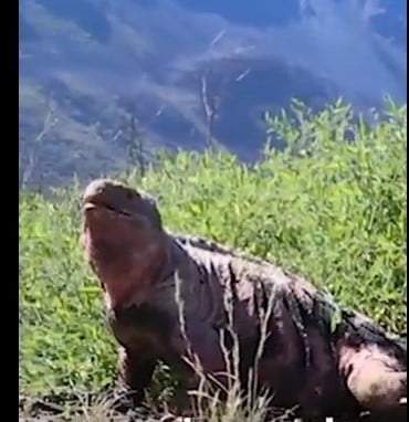 Iguana rosa
