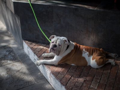 Bulldog inglés: por esto los veterinarios piden ya no criarlos ni comprarlos