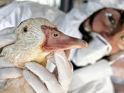 Influenza aviar: confirmaron el primer caso en la provincia de Neuquén