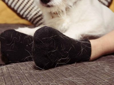 Si tu ropa está repleta de pelo mascota, quítalo con este trucazo que pocos conocen
