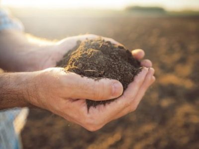 Con algo que tenés en casa y sin gastar fortuna: prepará este repelente para eliminar plagas de tus plantas