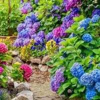 El facilísimo truco de los viveristas para revivir tus Hortensias en dos pasos