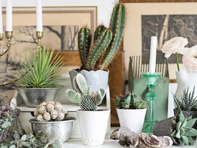 La suculenta que parece de plástico y que es ideal para una decoración coquette en tu hogar