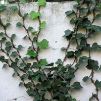 Si tenés una Enamorada del Muro, no dejes crecer sus frutos o lo vas a lamentar por este motivo