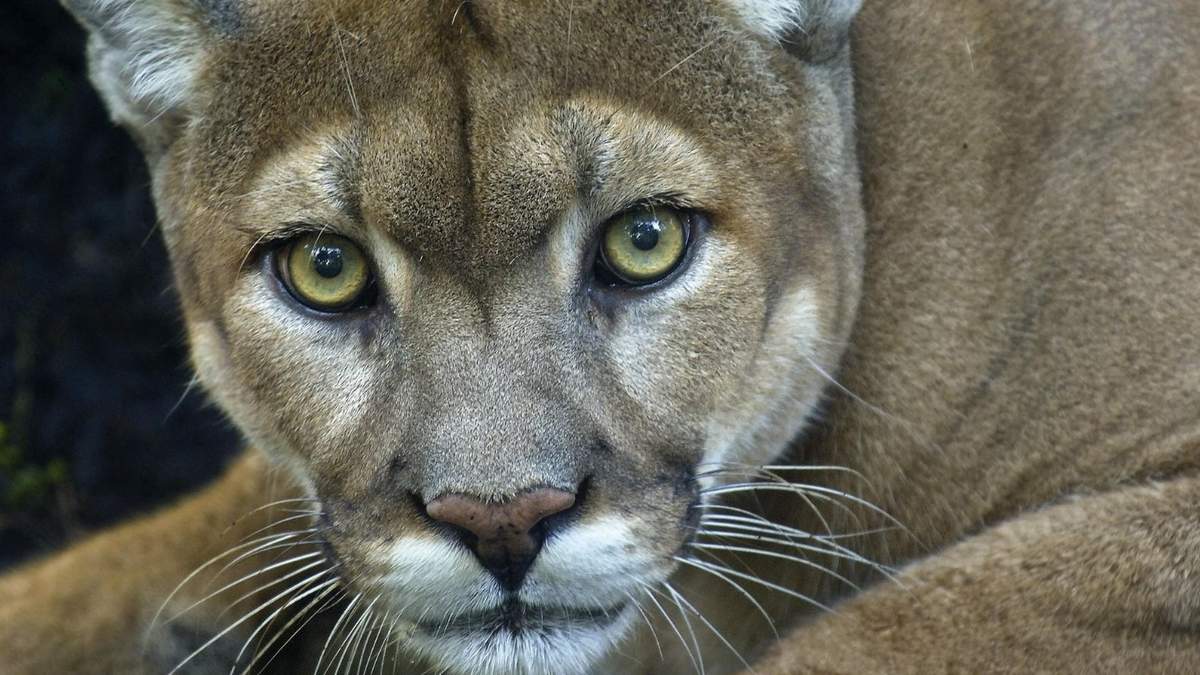 Puma Concolor. Fuente: (Facebook)
