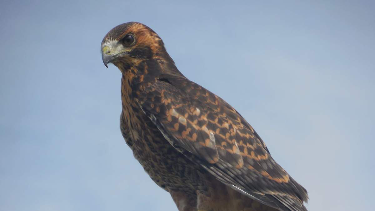 Curiosidades sobre el Aguilucho. Fuente: (X)