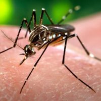 El virus del Zika podría ser más peligroso a causa de una pequeña mutación