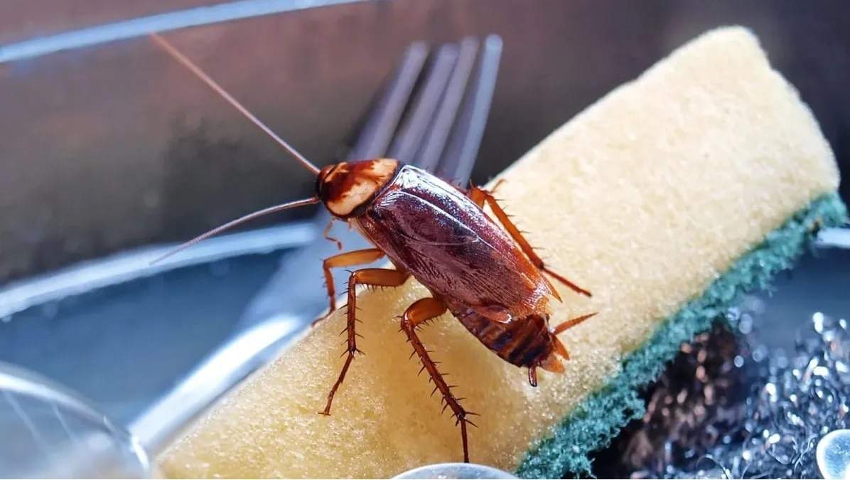 Cucaracha. Fuente: (Instagram)