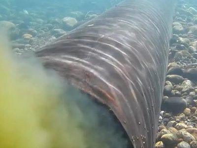 Guías de pesca y comerciantes reclaman inversiones urgentes ante la contaminación del Chimehuín