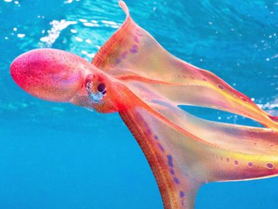El insólito avistamiento de un pulpo manta en Australia: “Bailaba en el agua”