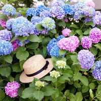 El truco de los jardineros para lograr que tus Hortensias florezcan 2 veces al año: en primavera y en otoño