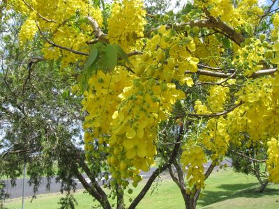 La exuberante planta de color dorado y un perfume penetrante, cuyas varas florales llegan a medir medio metro