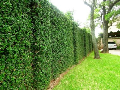 Ideales para impacientes: las plantas de rapidísimo crecimiento que te protegen de la vista de tus vecinos