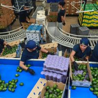 Amenaza de aranceles de Trump pone en riesgo aguacates y tequila mexicanos