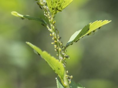 No lo vas a creer: la receta milagrosa para combatir las plagas de tus plantas en tiempo récord