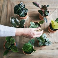 Solo con latas viejas que tenés en casa: hacé estas hermosas macetas para los hijitos de tus suculentas