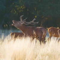 Proponen que la carne del ciervo se venda en un valor social
