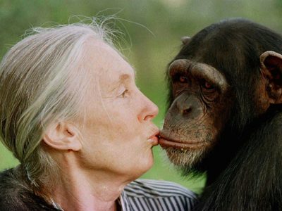 Fallece Jane Goodall, la reconocida conservacionista e investigadora de chimpancés