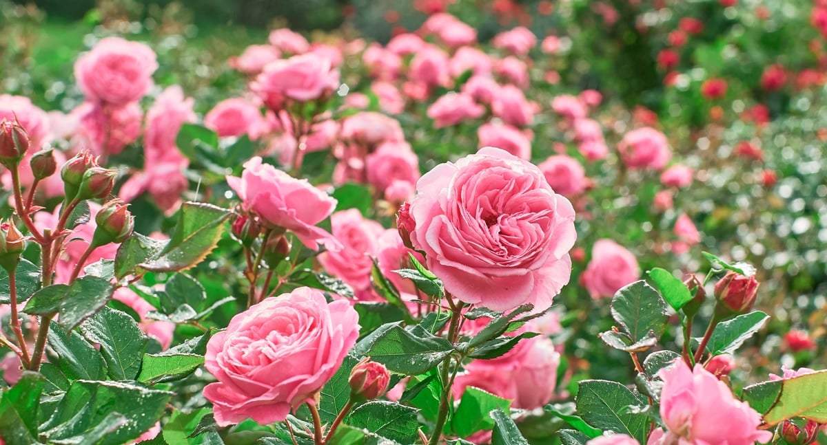 Rosa. Fuente: (Armony)