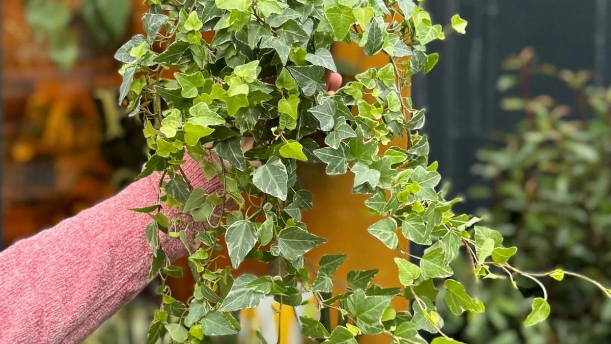 Planta, Hedera helix. Fuente: (Instagram)