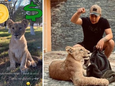 Hijo de alcalde de Amozoc pone en venta a una cachorra de león