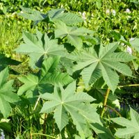 Seguro no lo sabías: 5 plantas que crecen solas en tu jardín, son muy peligrosas y deberías sacar ya