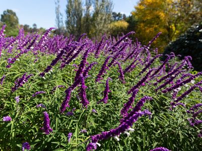 Si las hojas de tu planta de Lavanda están amarillas, no te asustes: mirá cómo podés curarlas sin usar químicos