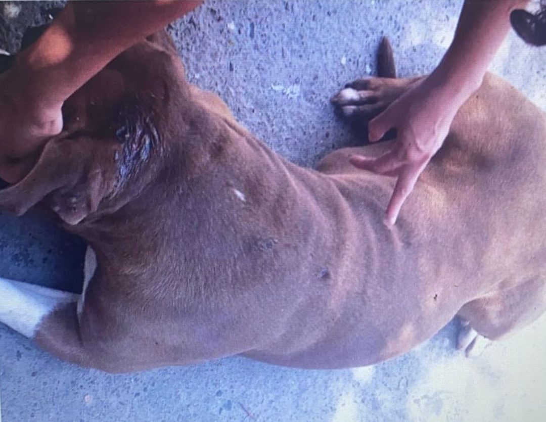 perro