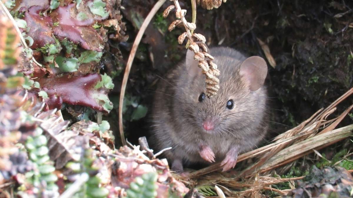Fotografía sin fecha de un ratón doméstico en la isla Marión, Sudáfrica