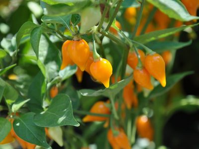 El truco para sembrar Chile Habanero en maceta y tener una abundante cosecha del picante más buscado
