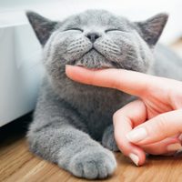 Día del Animal: por qué se celebra hoy en Argentina y no en el resto del mundo